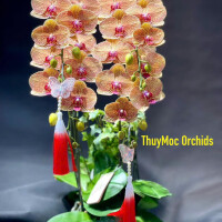 LAN HỒ ĐIỆP 16