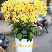 LAN HỒ ĐIỆP 15