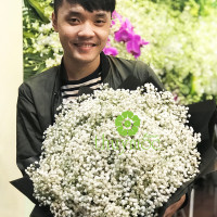HOA BÓ 019