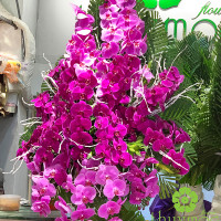 HOA CHIA BUỒN 024